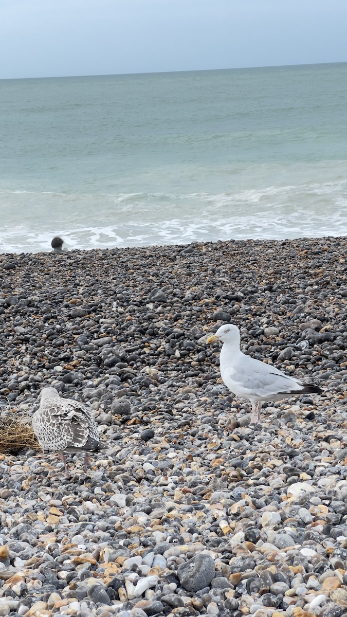 Herring Gull (European) - ML622851595