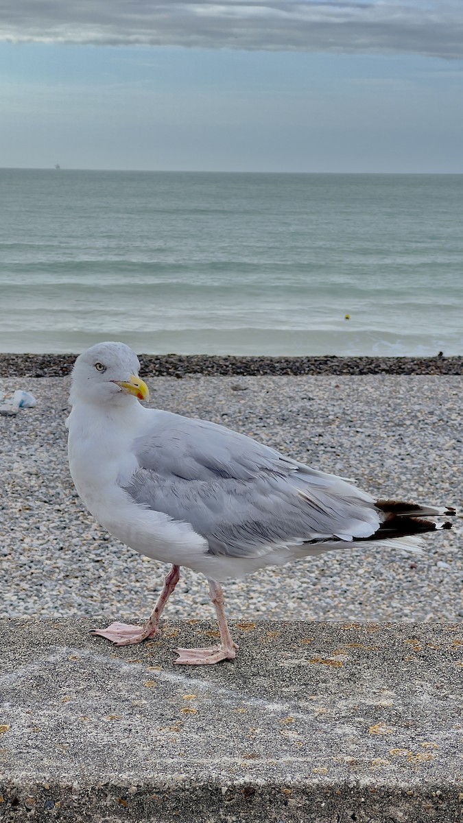 Herring Gull (European) - ML622851596