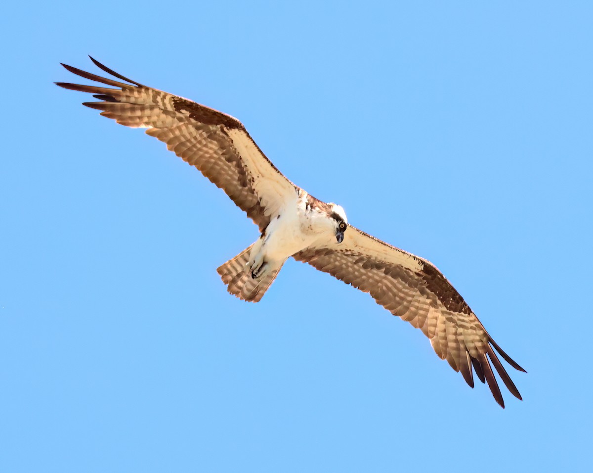 Osprey - ML622851616