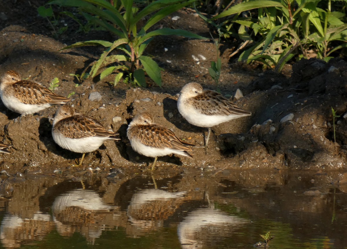 sandsnipe - ML622851622