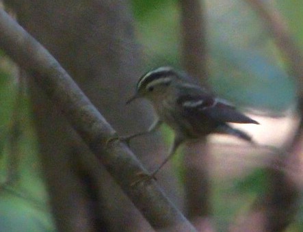 Black-and-white Warbler - Zenon Bachir