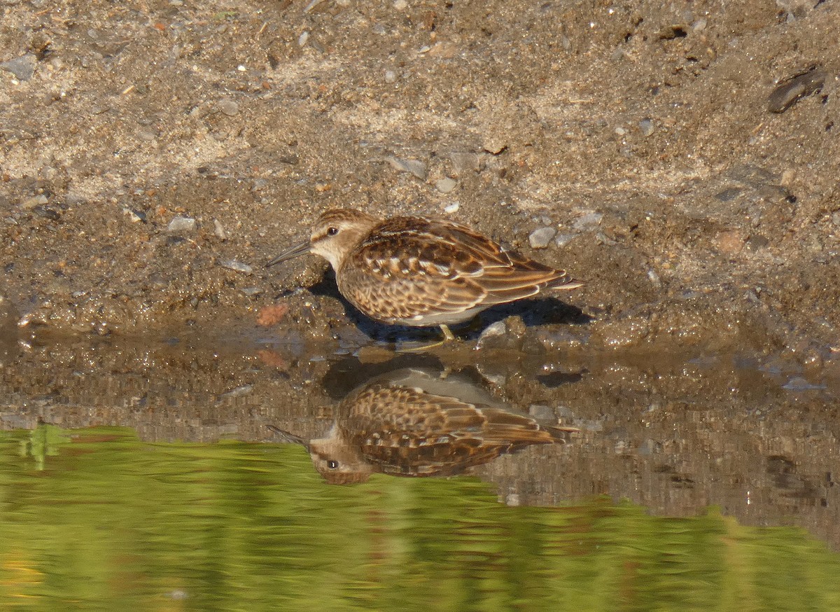 pygmésnipe - ML622851646