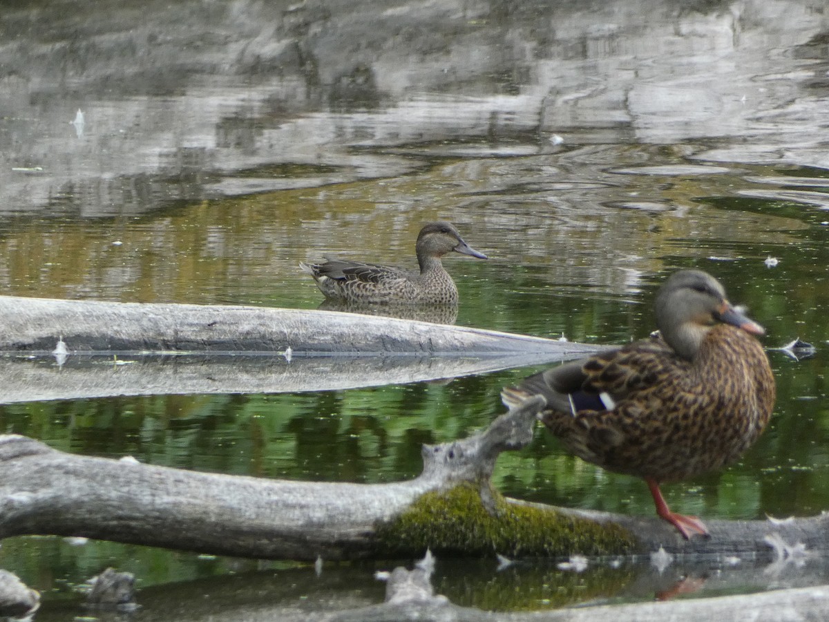 Green-winged Teal - Jen Schramm