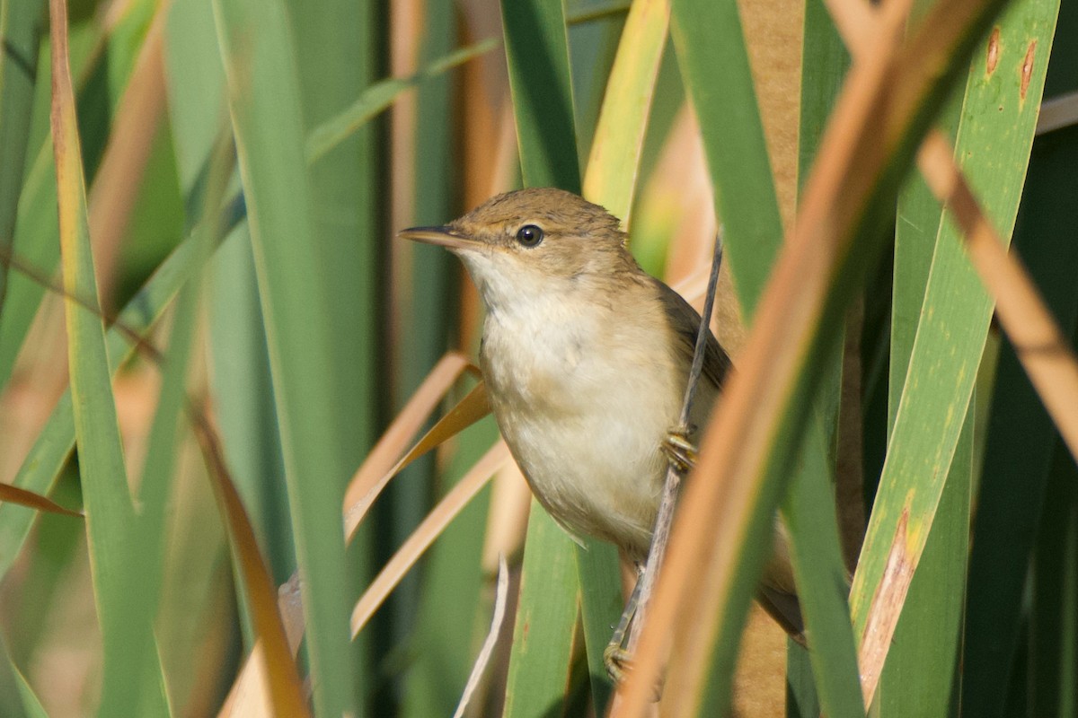 Common Reed Warbler - Carlos Nos