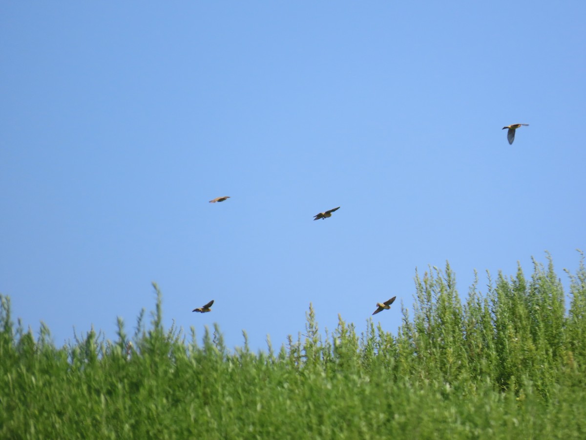 Bobolink - ML622851765