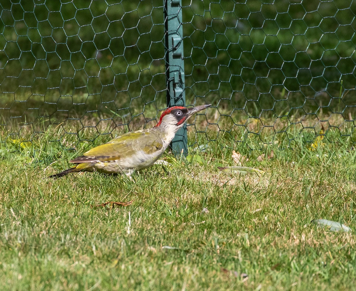 Eurasian Green Woodpecker - ML622851793