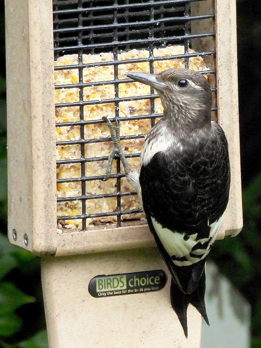 Red-headed Woodpecker - ML622851794