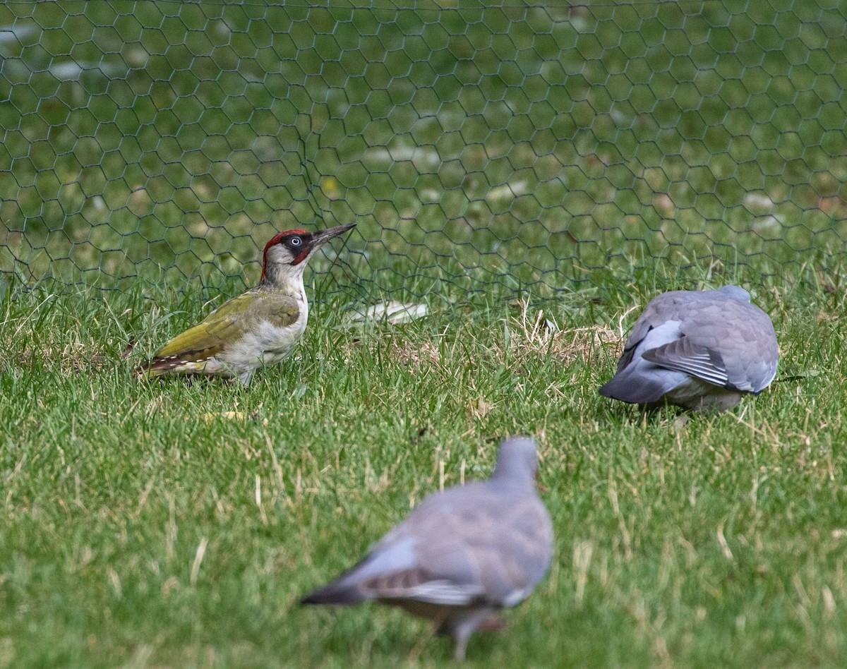 Eurasian Green Woodpecker - ML622851801