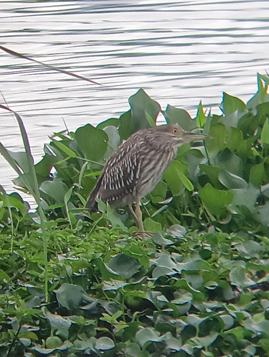 Black-crowned Night Heron - ML622851903