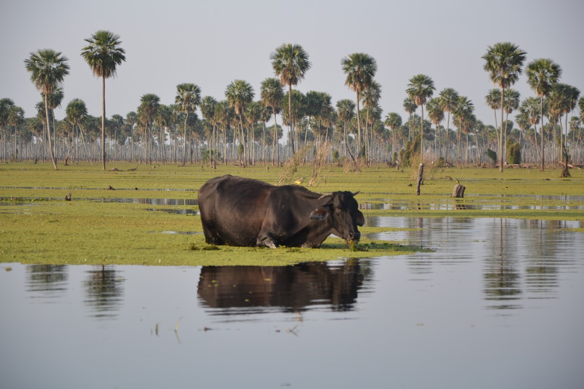 Cattle Tyrant - ML622851936