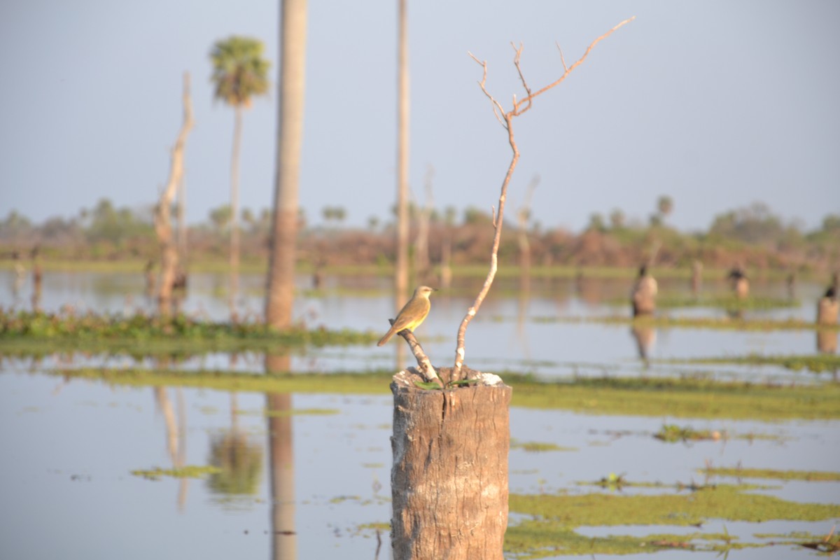 Cattle Tyrant - ML622851942