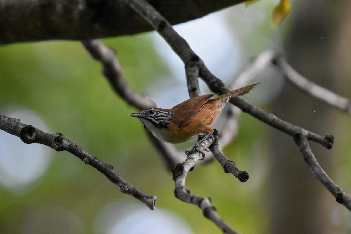 Happy Wren - ML622851945