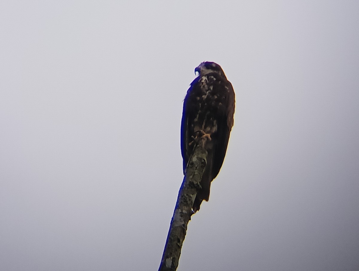 Snail Kite - ML622851980