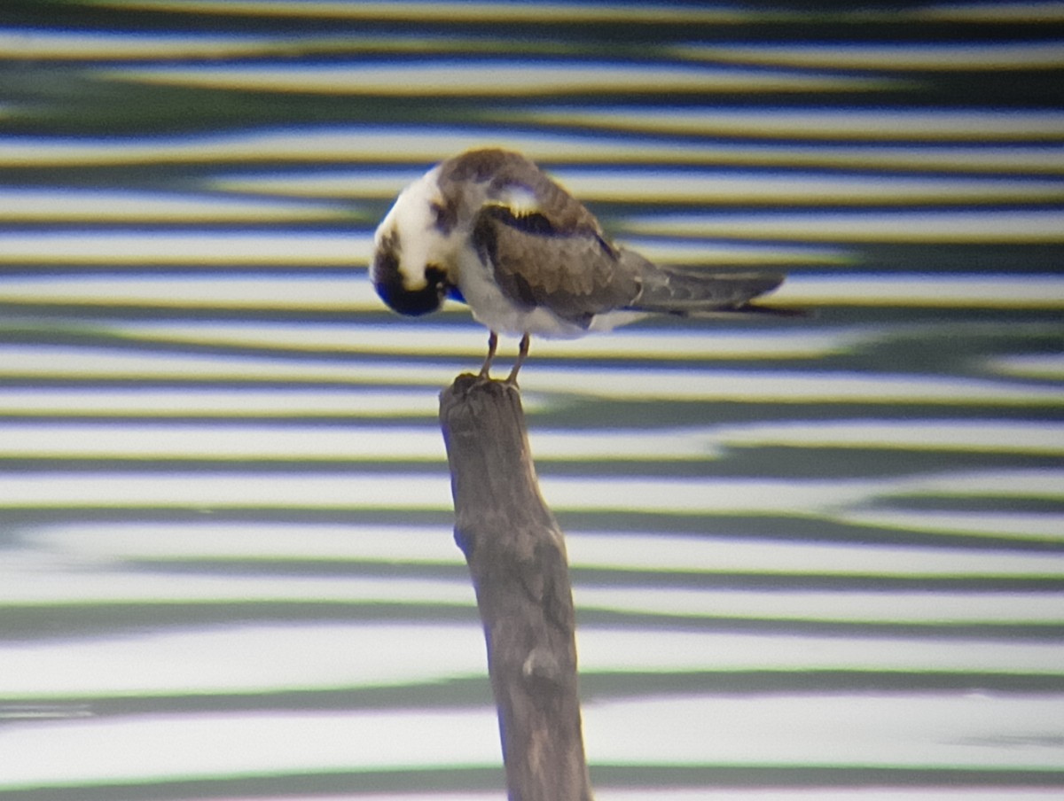 Black Tern - ML622852026