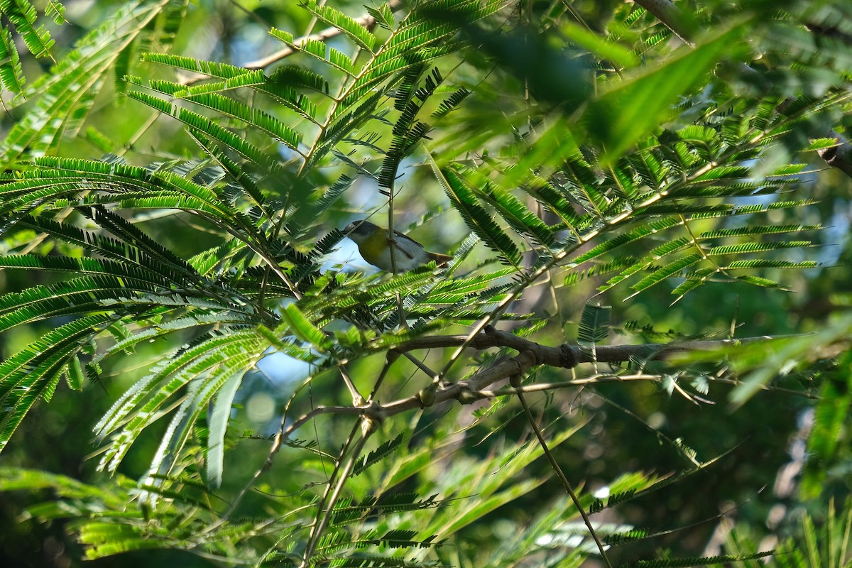 Yellow-breasted Apalis - ML622852059