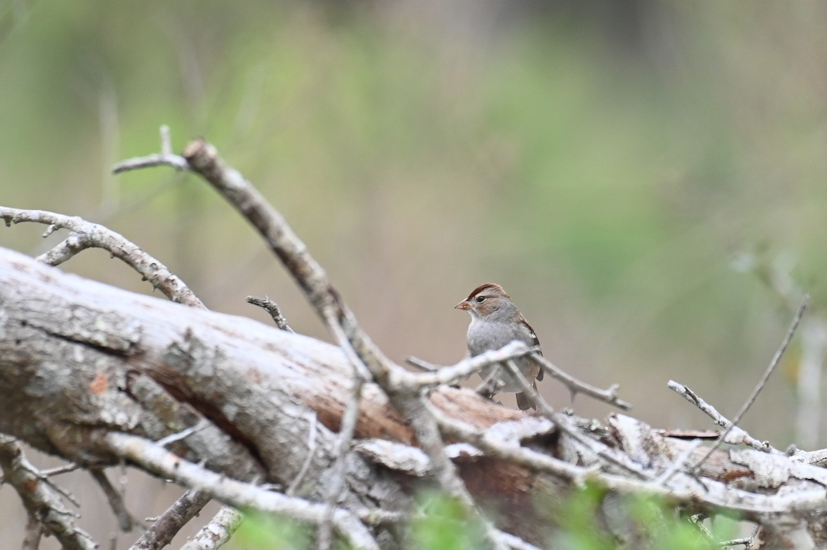 White-crowned Sparrow - Hannes Leonard