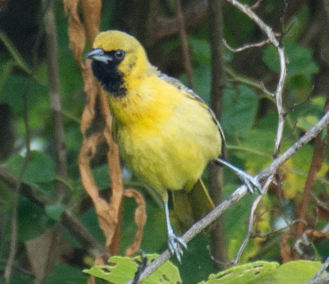 Orchard Oriole - Jack and Shirley Foreman