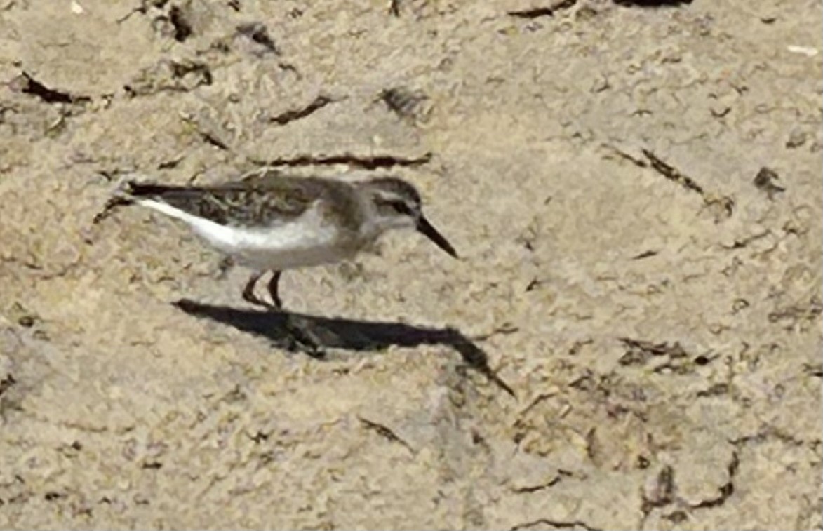 Semipalmated Sandpiper - Drew Chaney