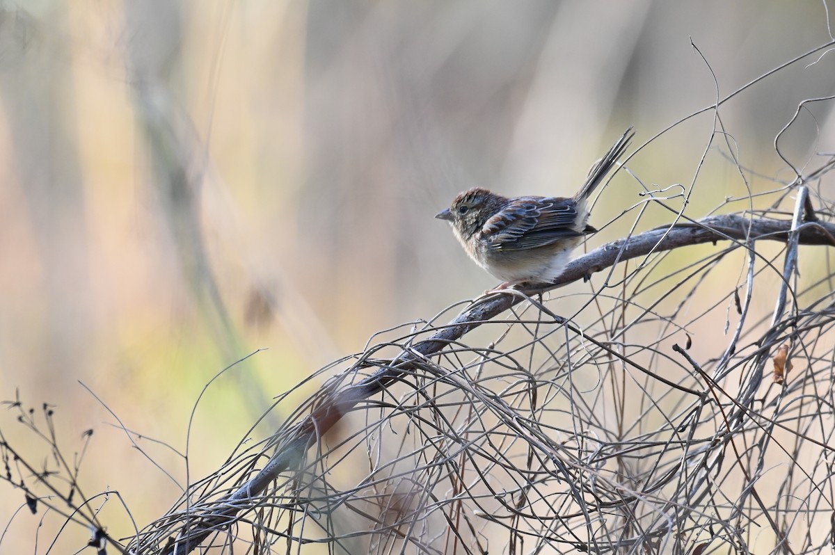 Bachman's Sparrow - ML622852260