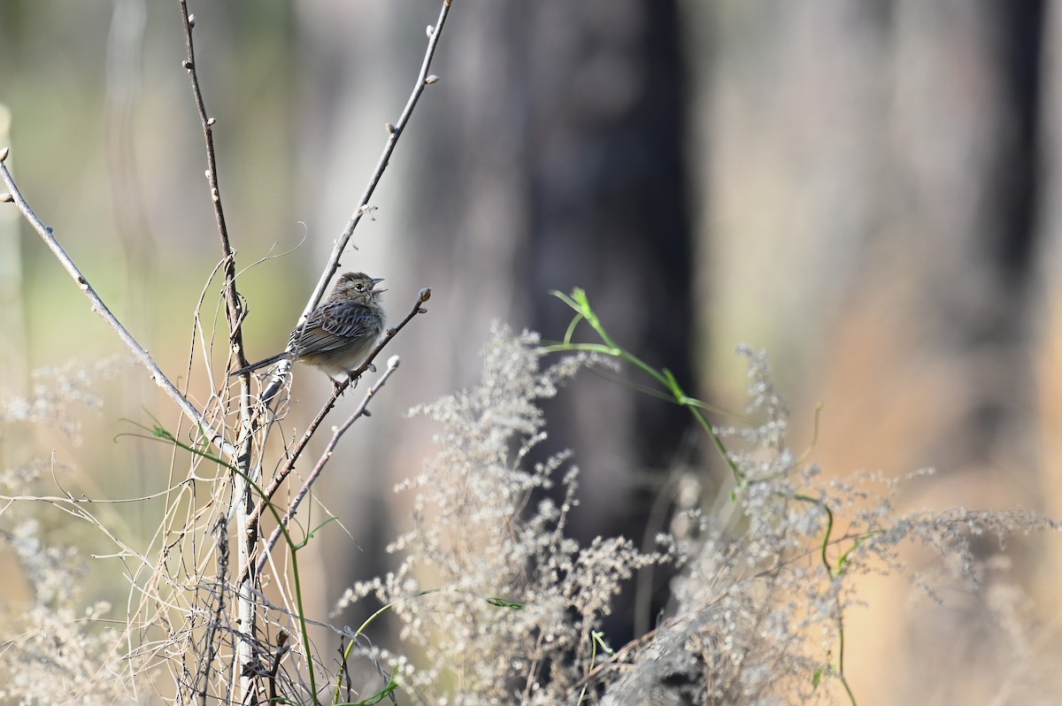 Bachman's Sparrow - ML622852264