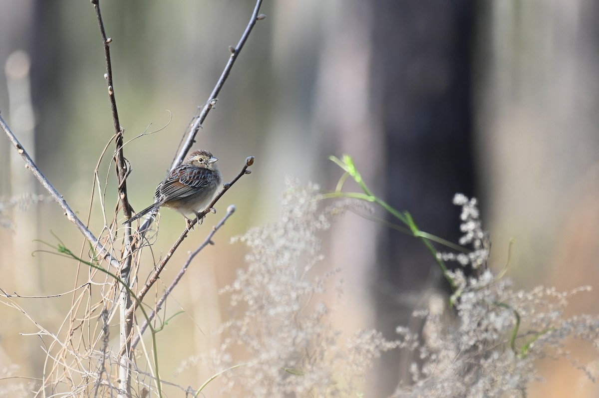 Bachman's Sparrow - ML622852266