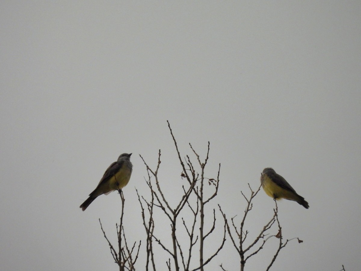 yellow-bellied kingbird sp. - ML622852288