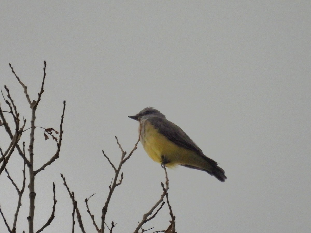 yellow-bellied kingbird sp. - ML622852301