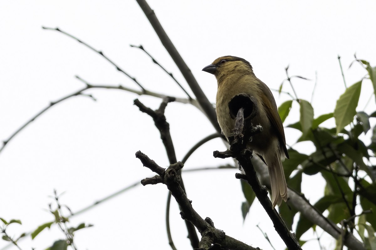 Brown Tanager - ML622852308