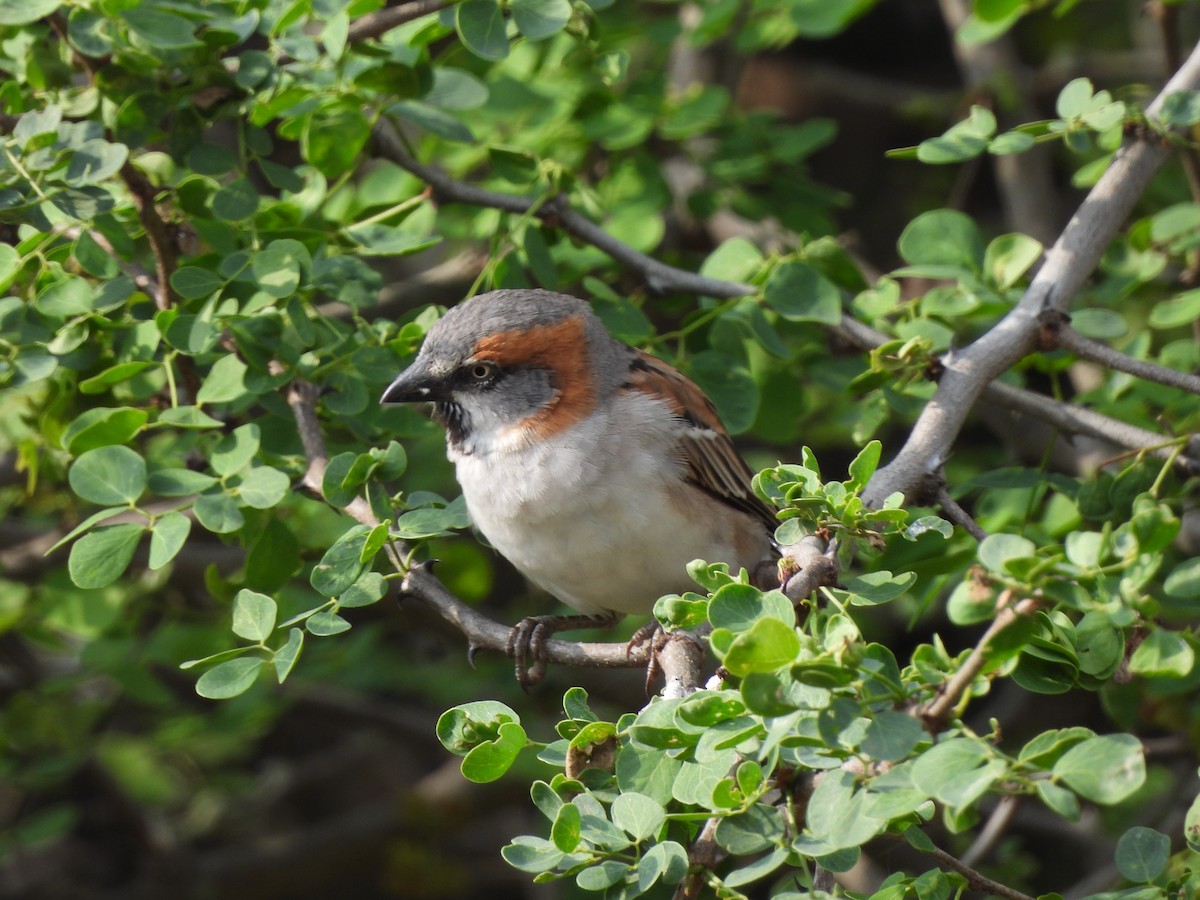 Kenya Rufous Sparrow - ML622852392