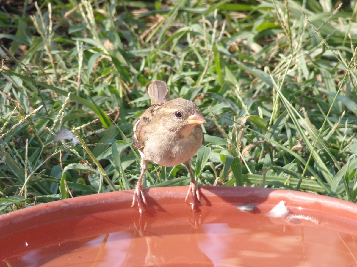 House Sparrow - Texas Bird Family