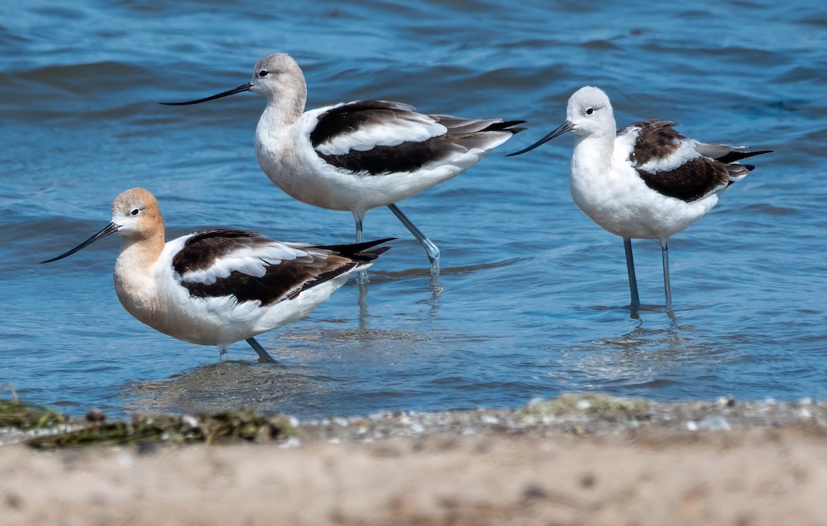 American Avocet - ML622852417