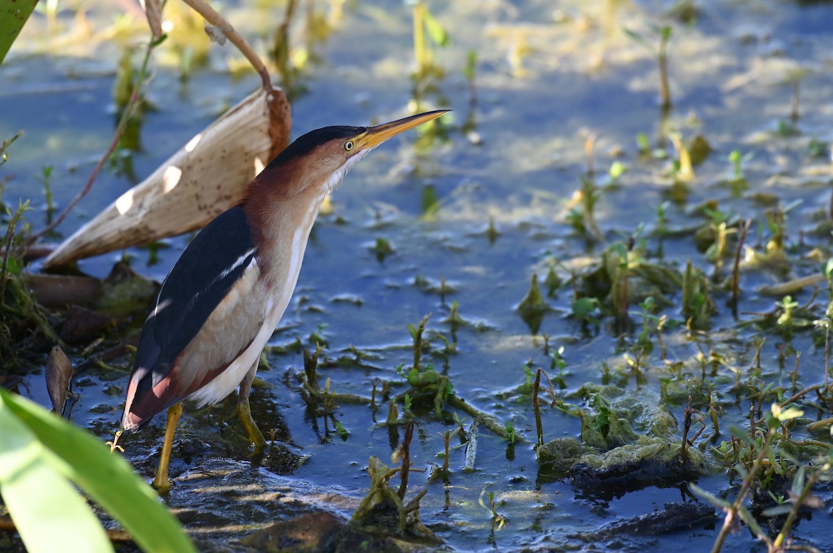 Least Bittern - ML622852424