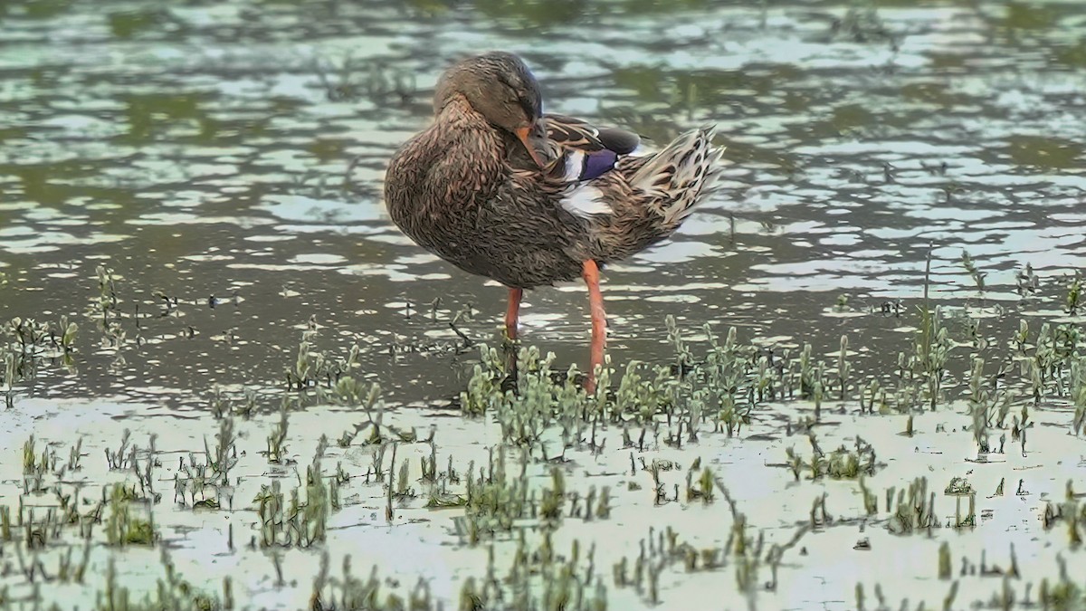 Canard colvert ou C. du Mexique - ML622852429