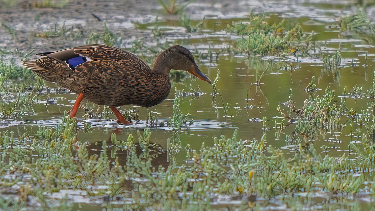 Mallard/Mexican Duck - ML622852430