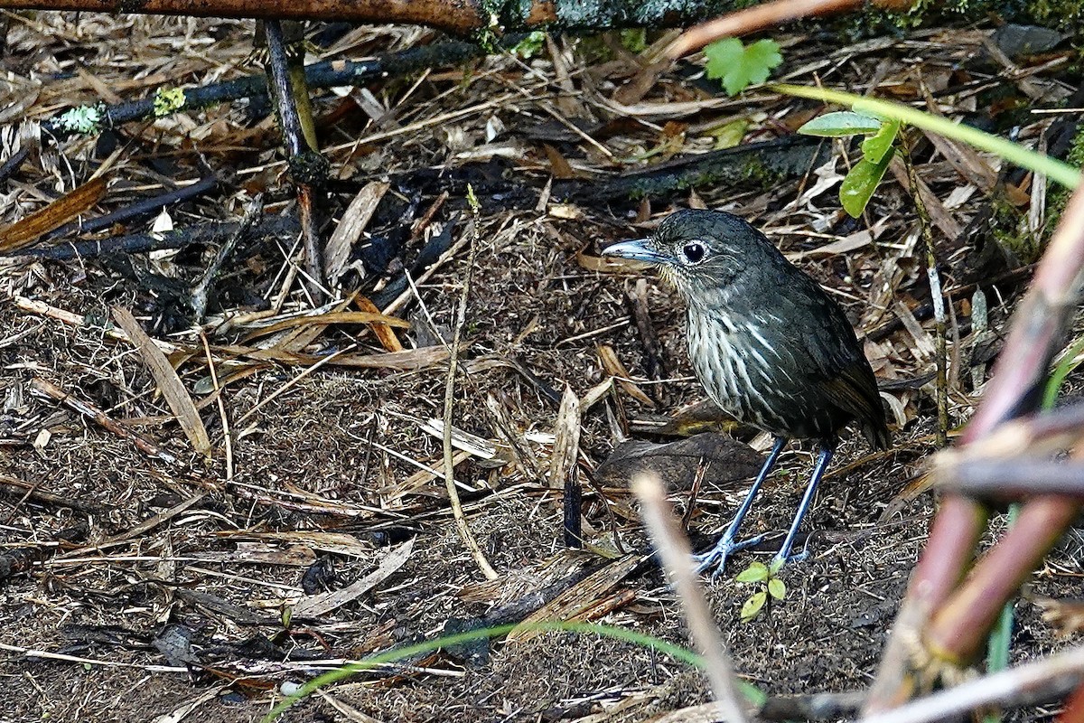 Santa Marta Antpitta - ML622852452