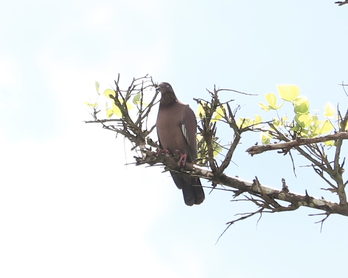 Plain Pigeon - ML622852459