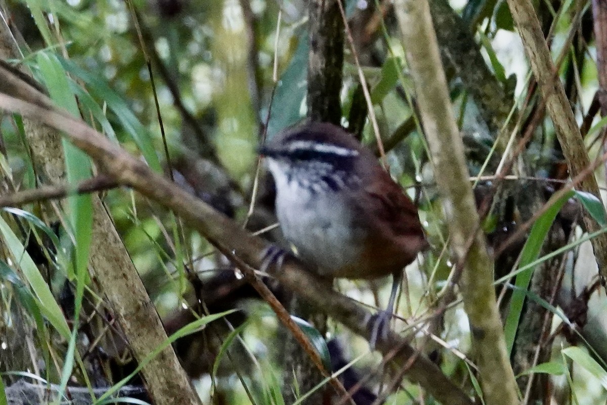 Hermit Wood-Wren - ML622852469