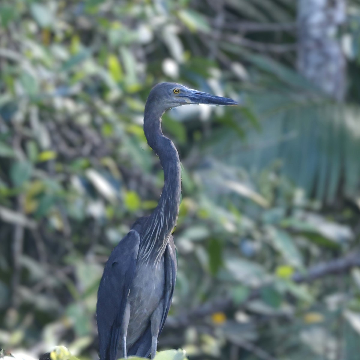 Great-billed Heron - ML622852487