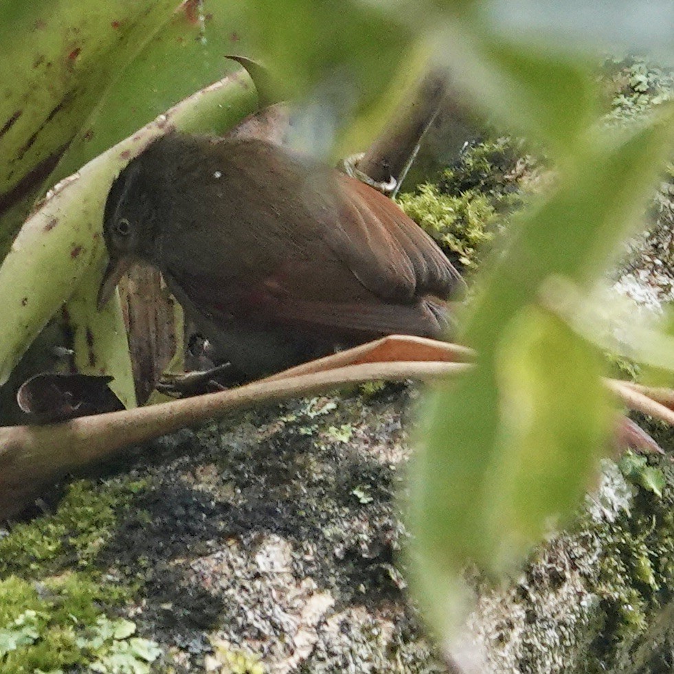 Strong-billed Woodcreeper - ML622852493