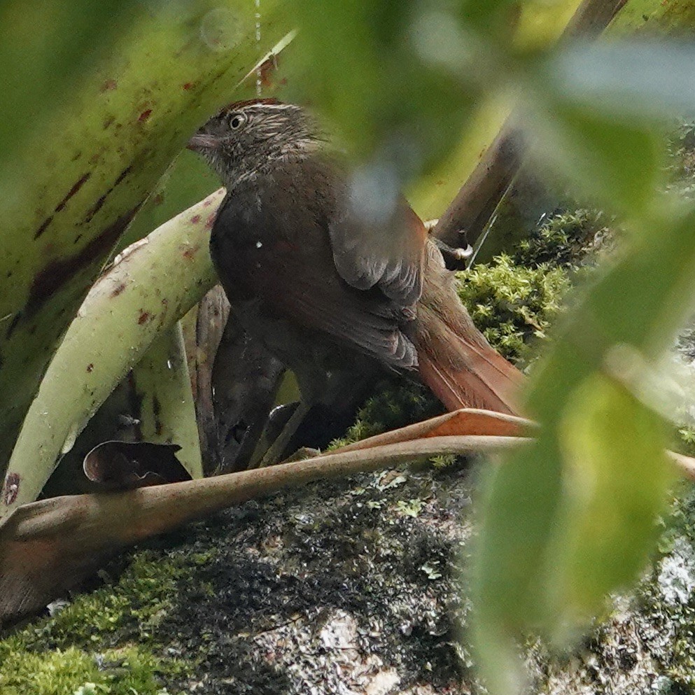 Strong-billed Woodcreeper - ML622852494