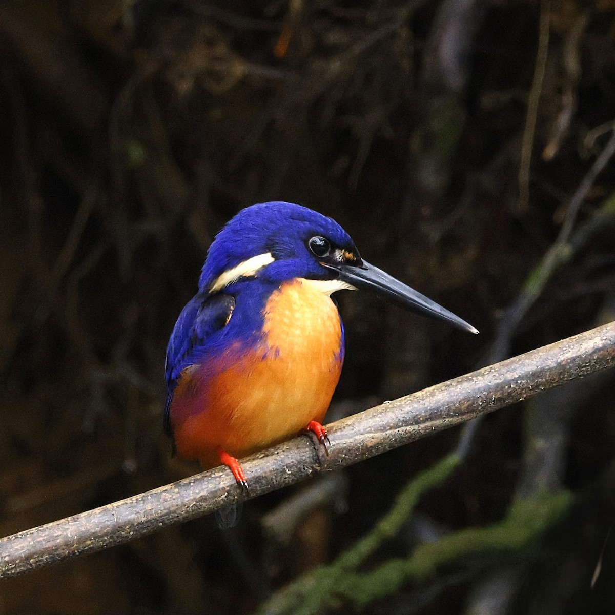 Azure Kingfisher - ML622852495