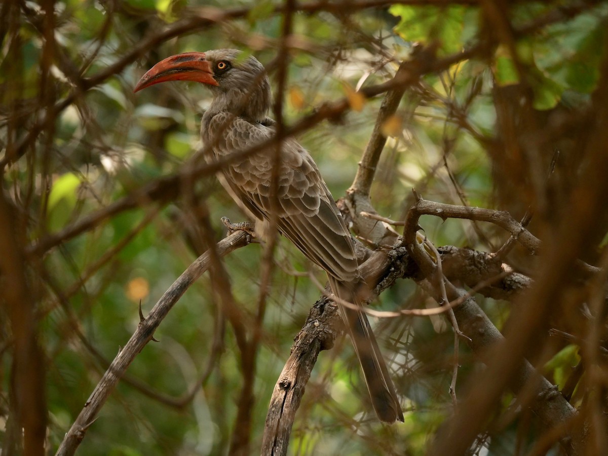 Bradfield's Hornbill - ML622852499