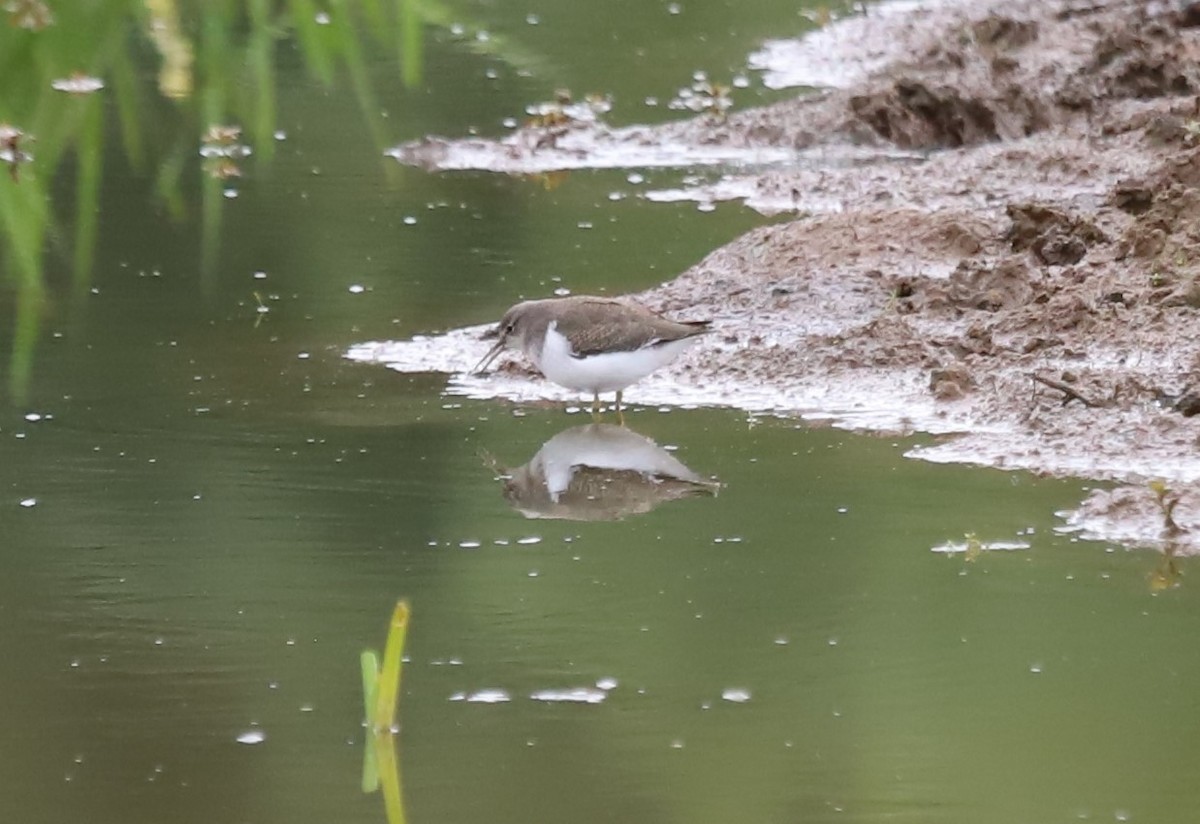 Spotted Sandpiper - ML622852515