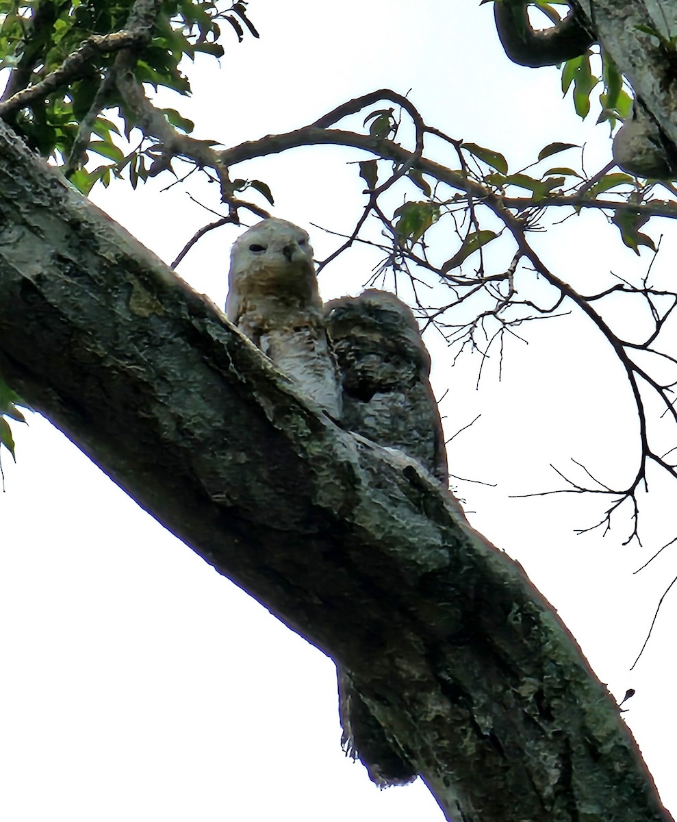 Great Potoo - ML622852518