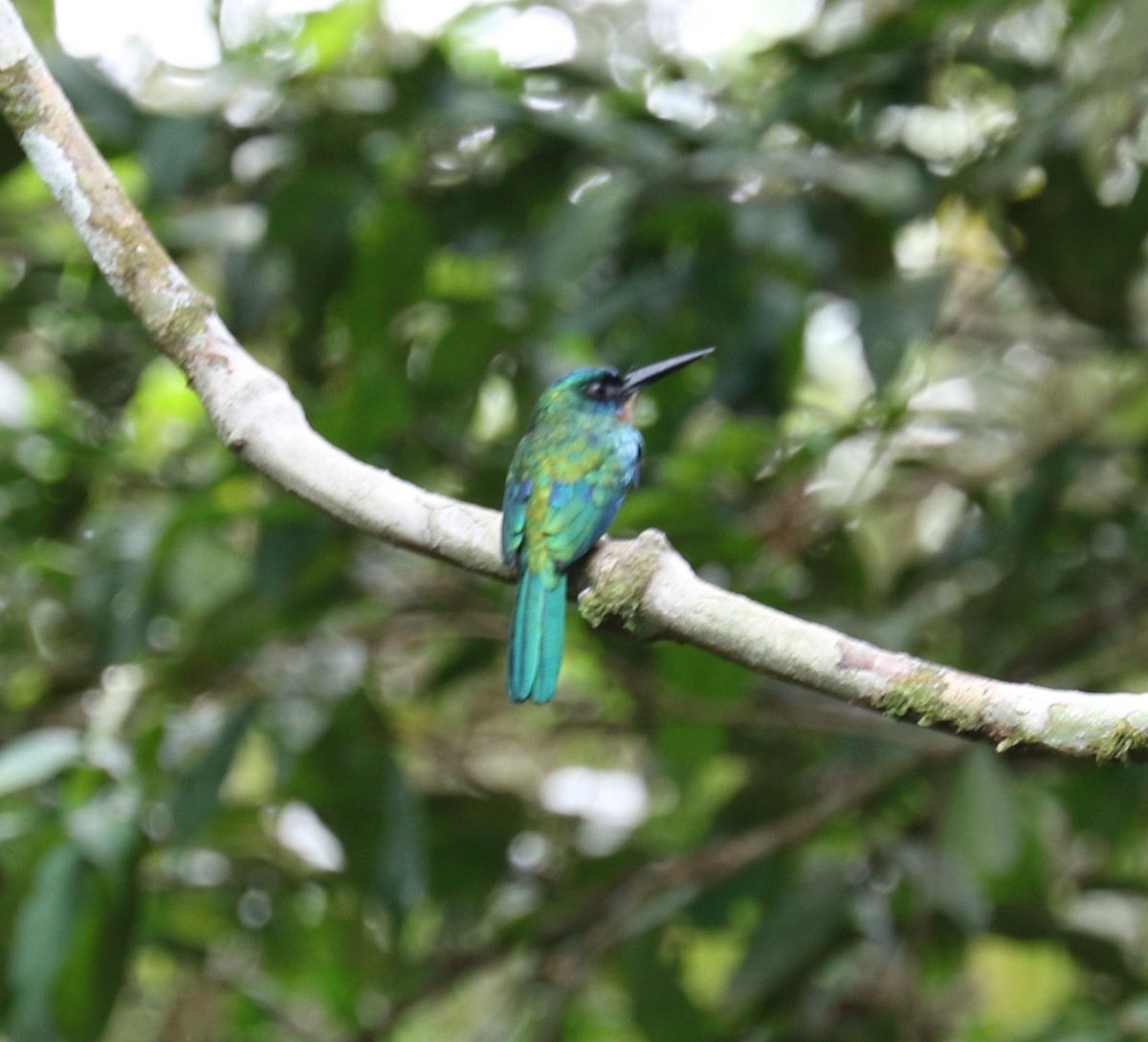 Green-tailed Jacamar - ML622852535