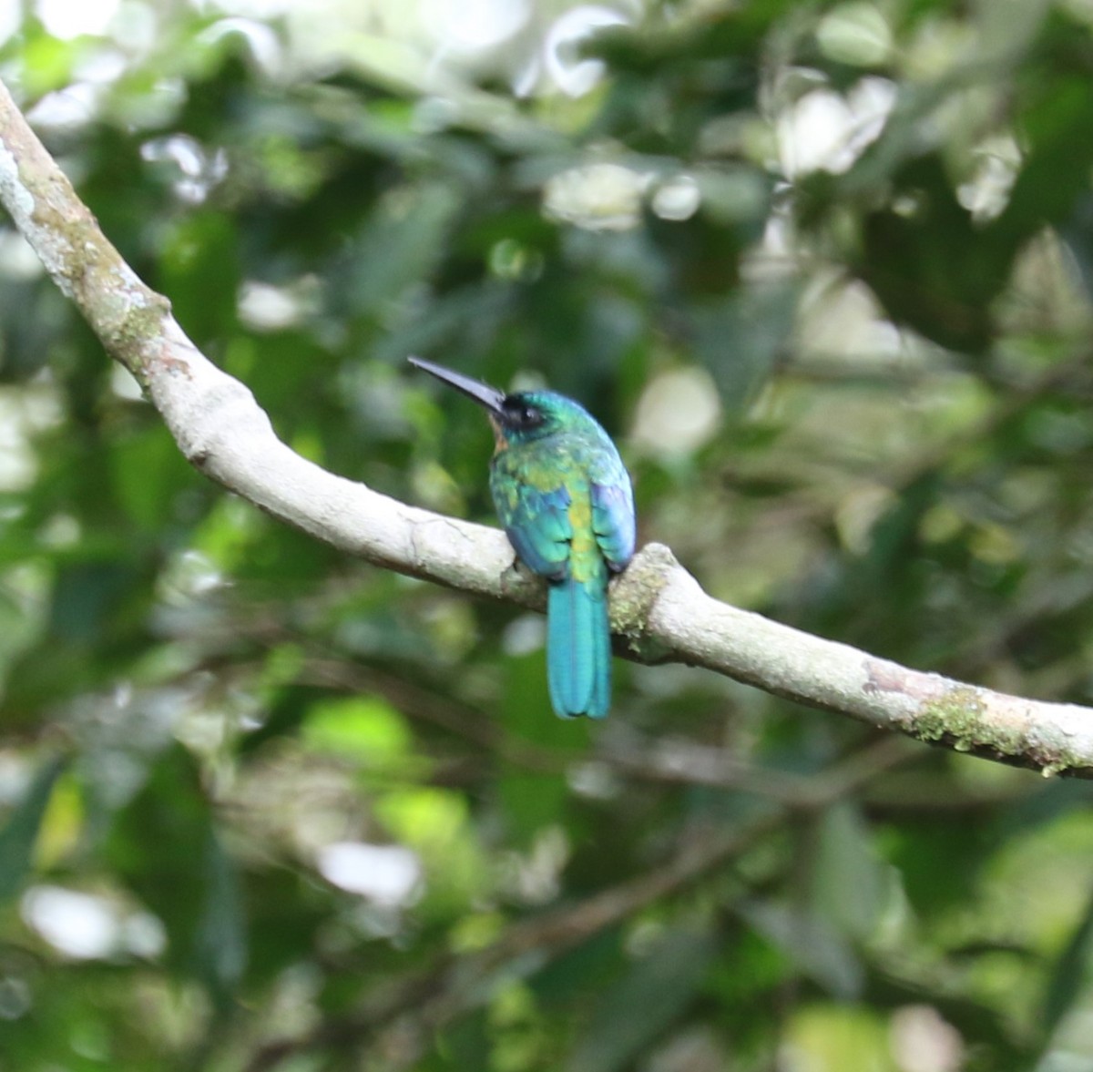 Green-tailed Jacamar - evonne muse