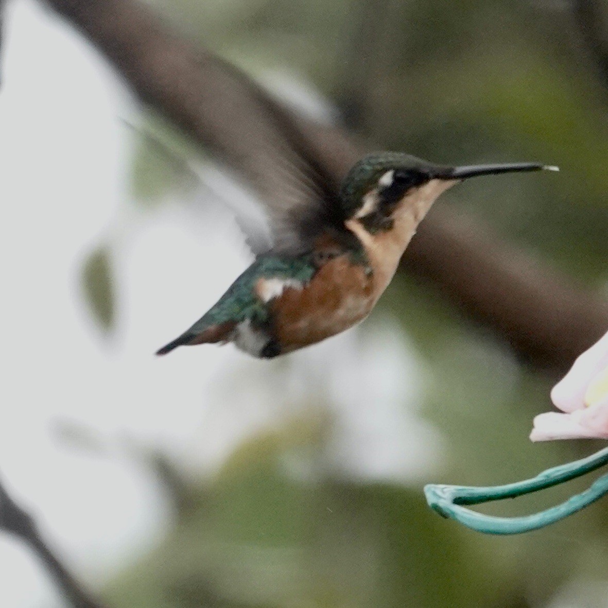 santamartakolibri - ML622852595