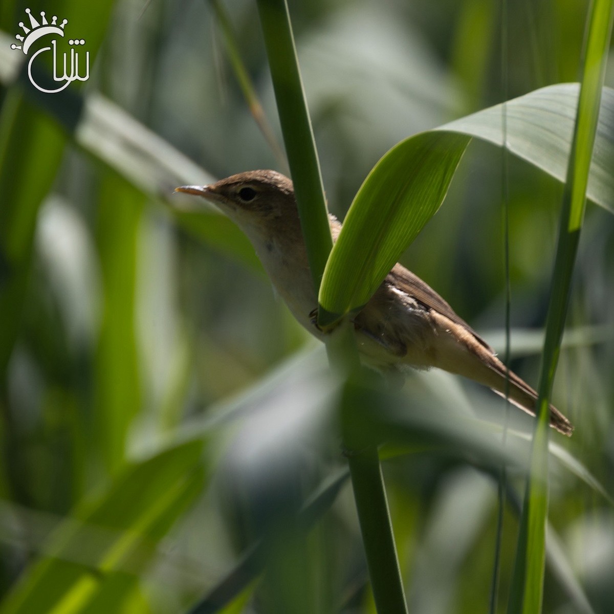 Marsh Warbler - ML622852637