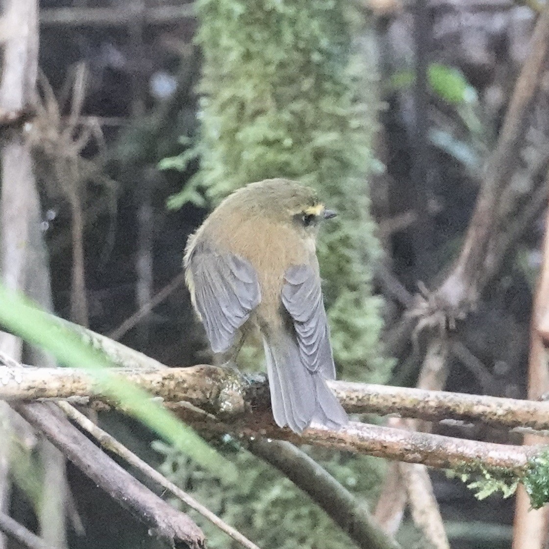 Yellow-bellied Chat-Tyrant - ML622852658