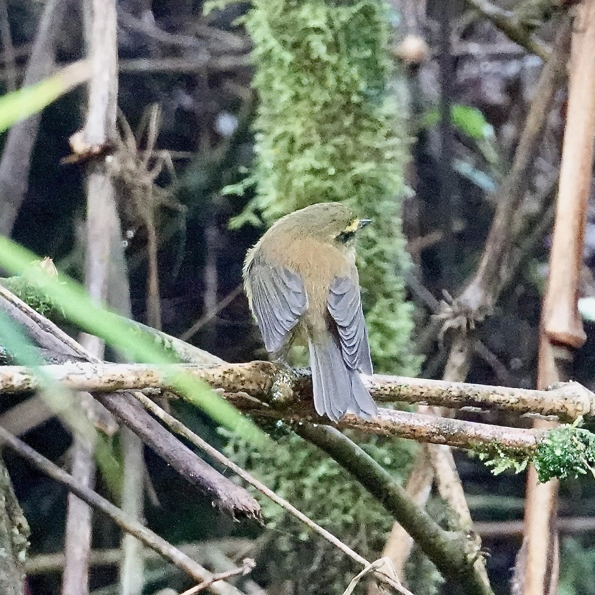 Yellow-bellied Chat-Tyrant - ML622852659